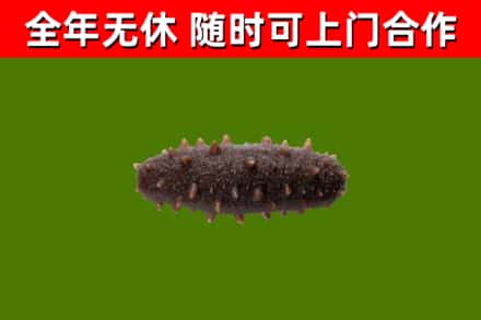 顺昌烟酒回收干海参.jpg